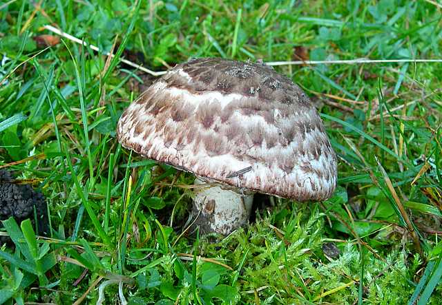 2005 :  Un anno di funghi